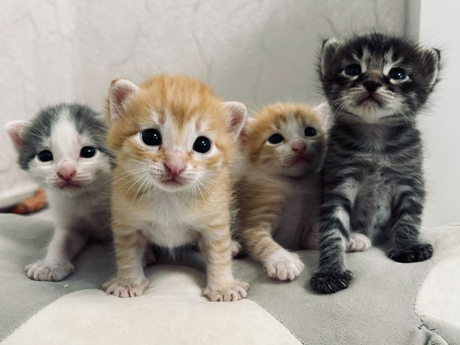Отдам даром котят в добрые руки
