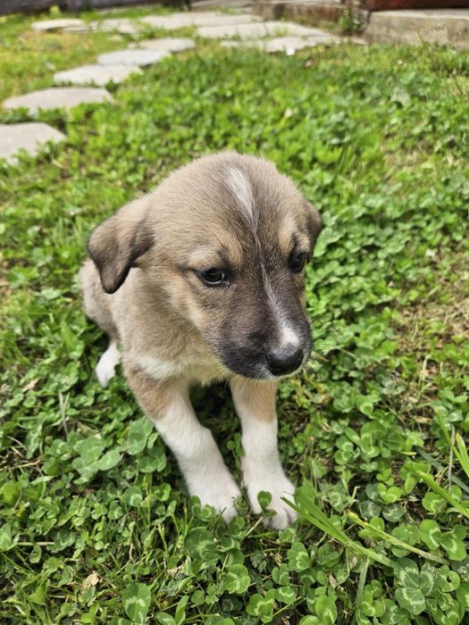 Подарявам кученца