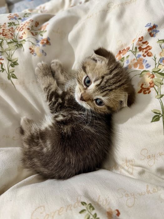 Продаются шотландские вислоухие котята, ласковые и игривые