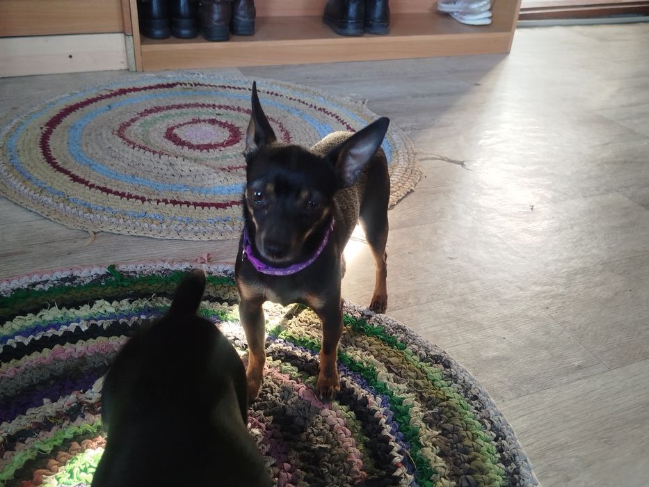 Той терьеры щенки