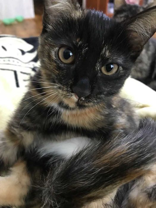 Отдам котят в хорошие руки