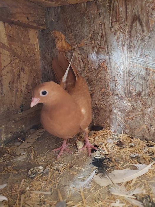 Porumbei Jucatori de Galati