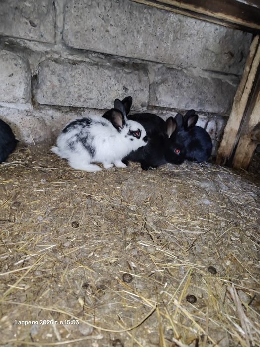 Продам кроликов от 1,5 мес.