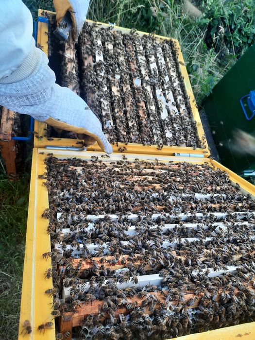 Miere de albine 2023-2024