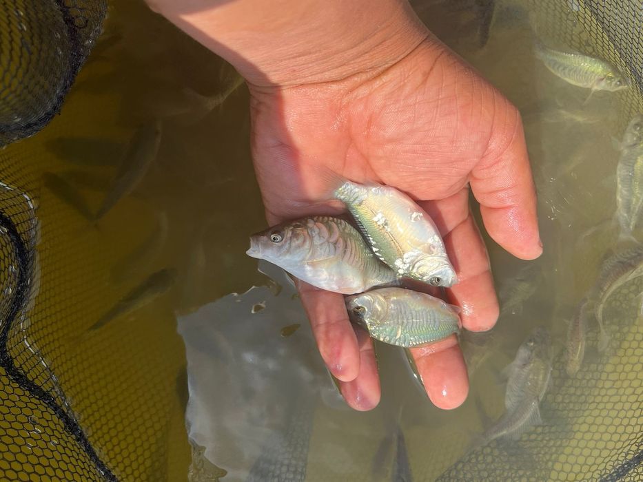 Сеголетки зеркального карпа