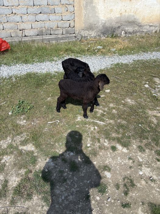 Қозылар срочно 10бас гисары