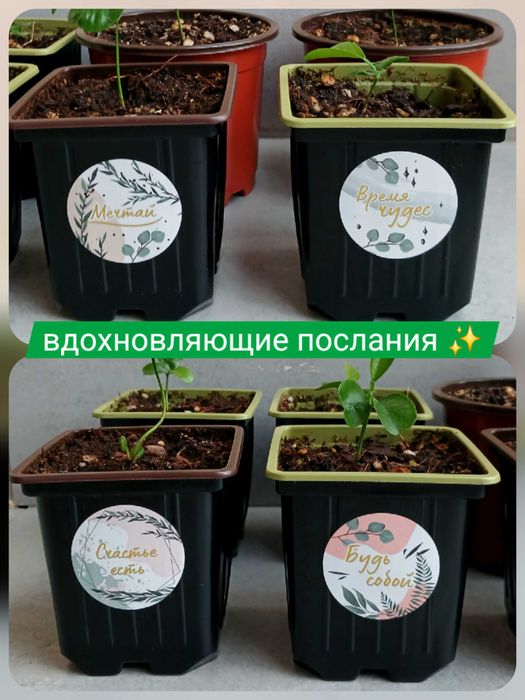 ТОЛЬКО ДО 7 ИЮНЯ! Дерево мандарин в горшке, саженцы