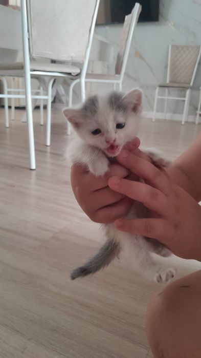 Котята в добрые руки!