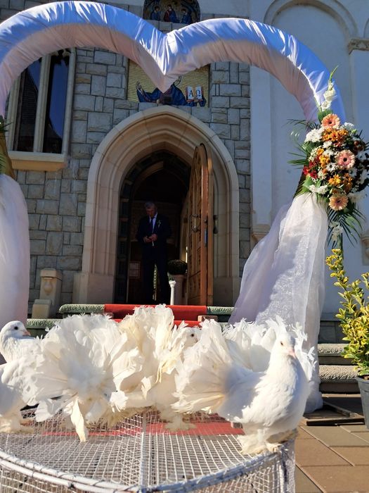 Închirieri porumbei la evenimente