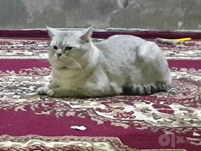 Мушуклар сотилади