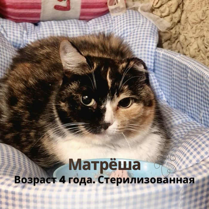 Отдам котов и кошек