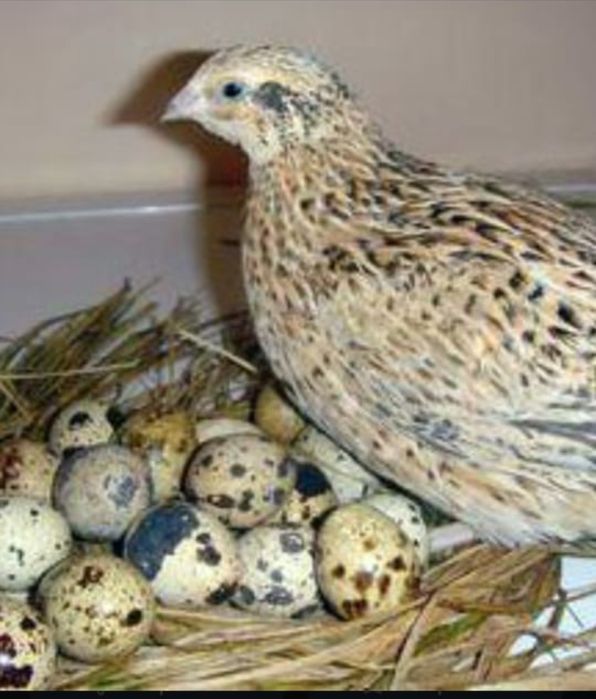 Продам перепелов несушек