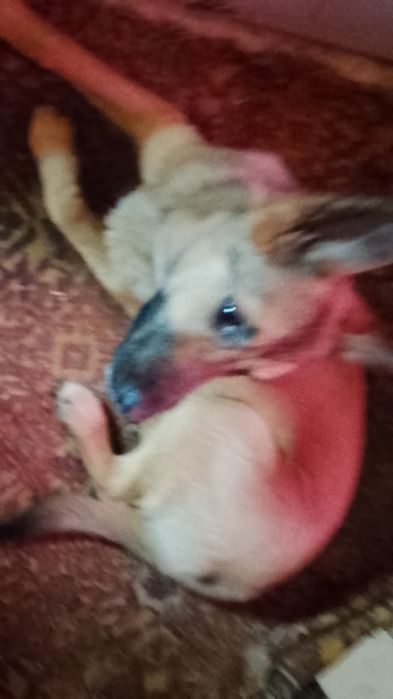 Продам девочку помесь малинуа  и немца