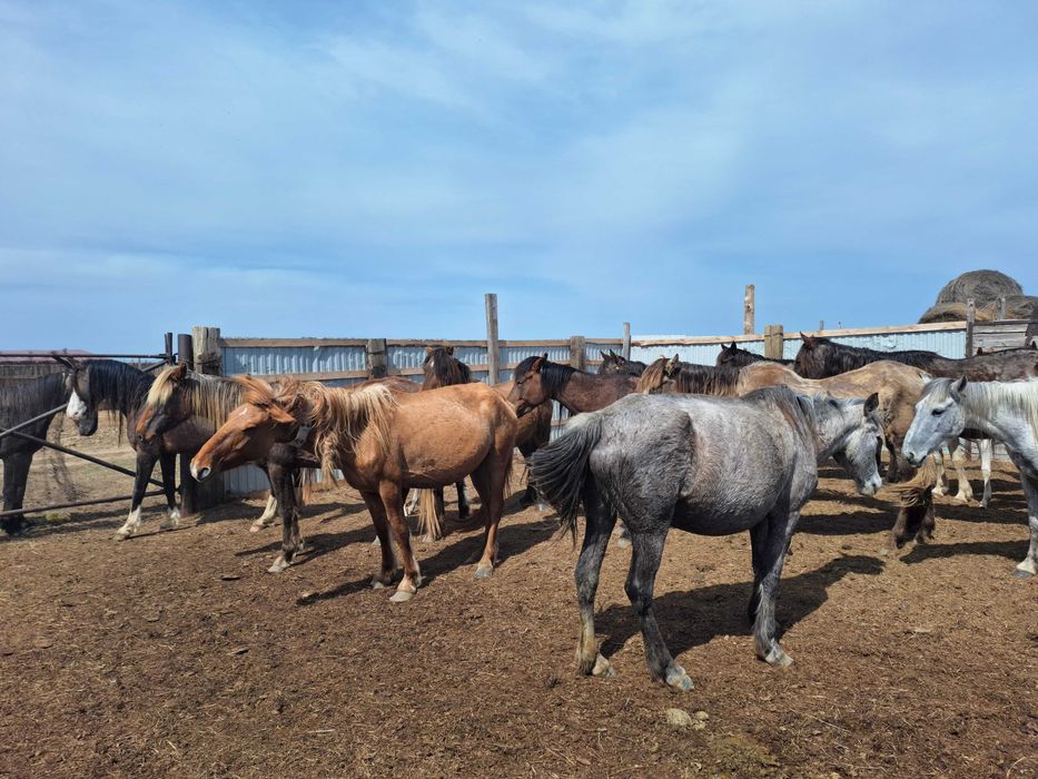 Жылкылар и Лошади сатылады