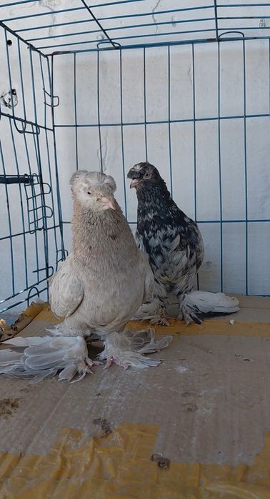 Голуби игровых кровей