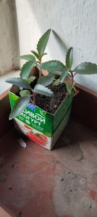 Лечебное каланхое.