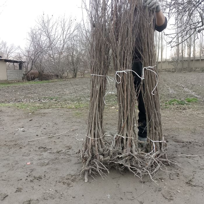 Achchiq gilos koʻchatlari yashil makon loyihasi uchun