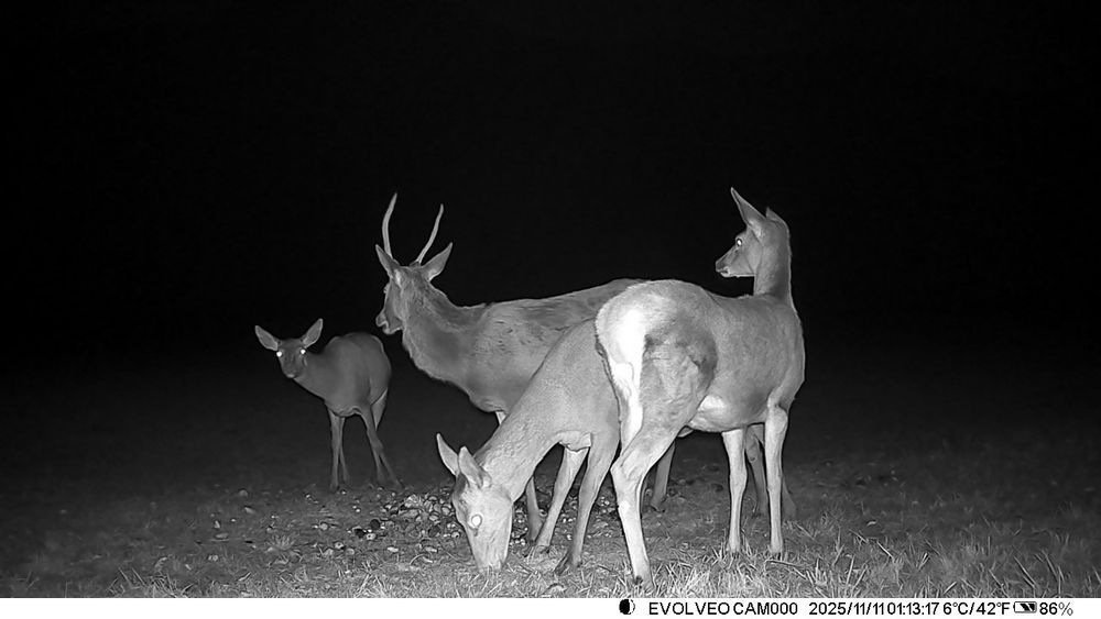 Cameră vânătoare EVOLVEO StrongVision GSM