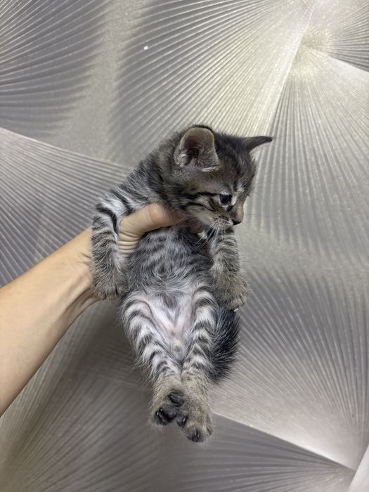 Отдам котят в добрые руки