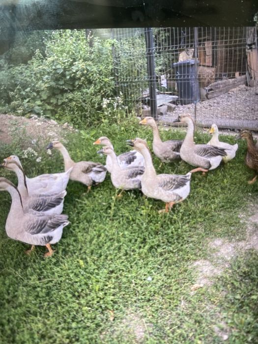 De vanzare oua de incubat de gasca Americana si Africana