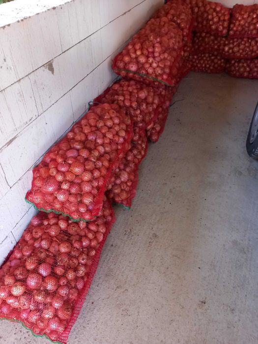 Vand ceapa roz din samanta 4 lei/kg, la cantitate de 500 kg 4 lei/kg.