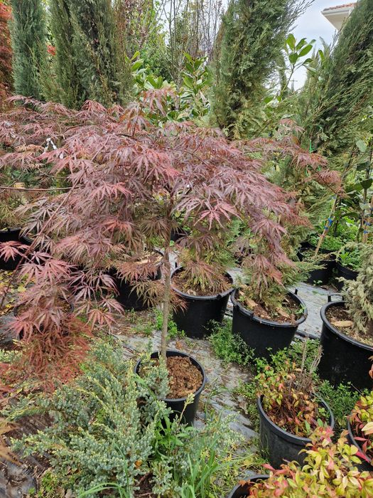 Artari japonezi  în stoc!