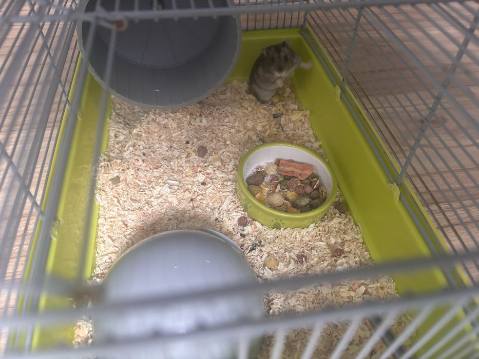 Hamster si cusca