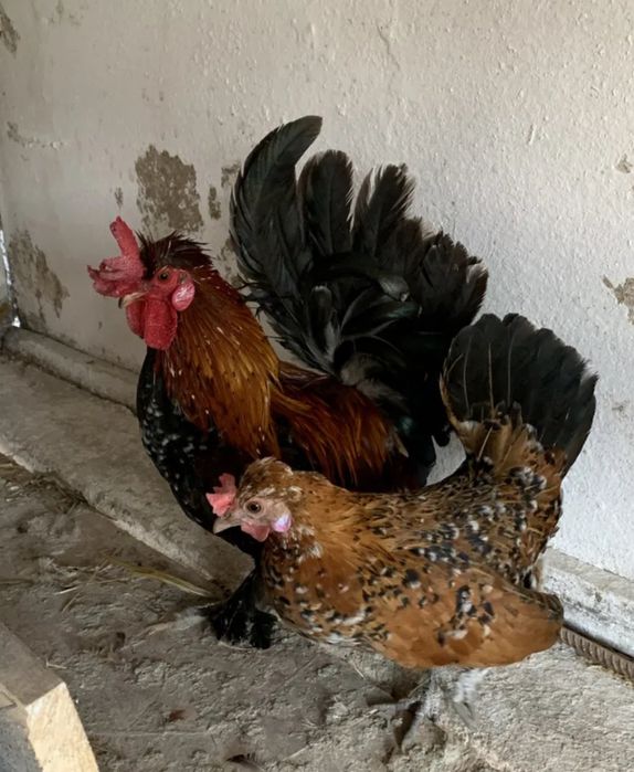 Vând găinuși pitici si rațe leșești