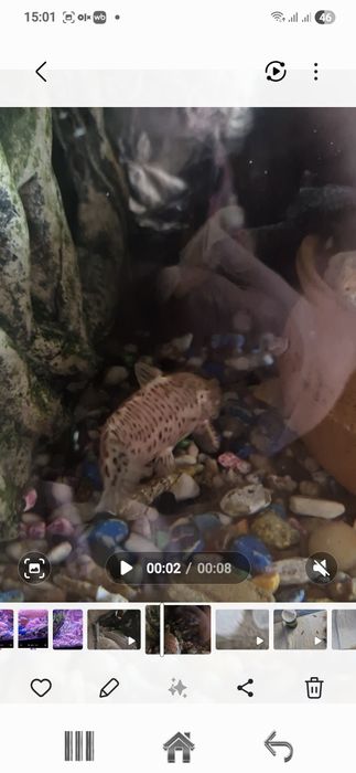 Продам таракатумов альбино.