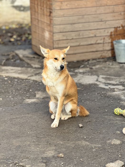 Феликс ищет семью и дом.