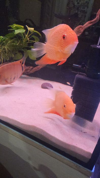 Продам цихлиду северум