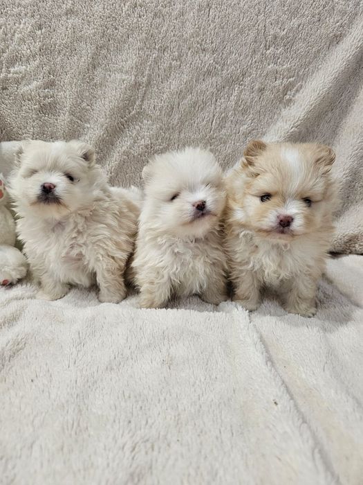 Очаровательные щенки шпица.