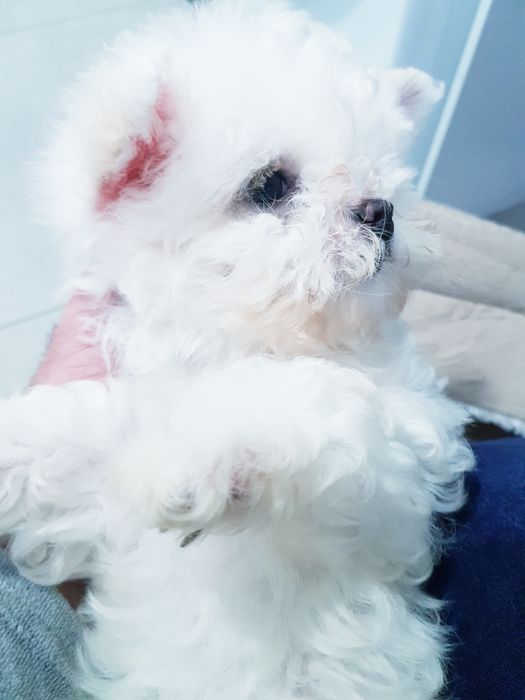 Bichon maltez toy