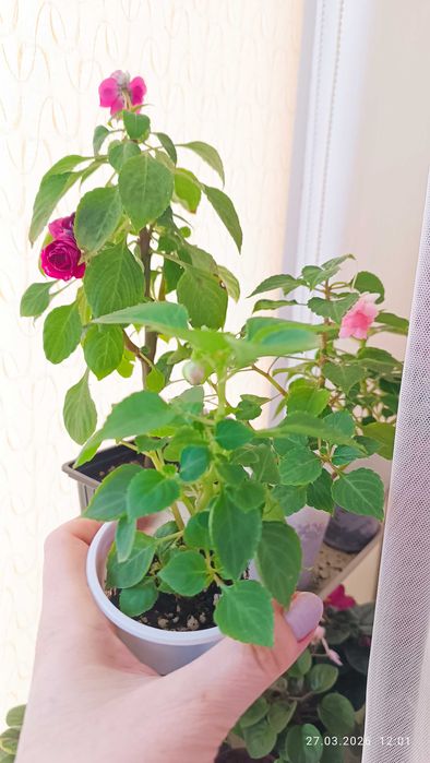 Бальзамины сортовые