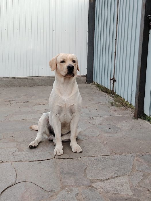 Вязка кобель лабрадор ретривер