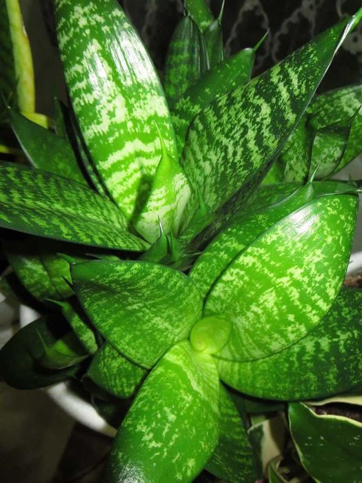 Мыльница Canon IXUS 255HS