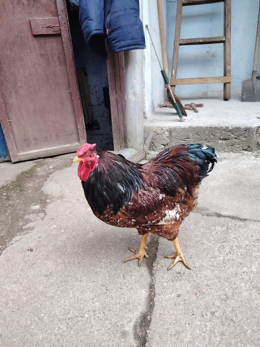 Cocoș wyandotte portelan
