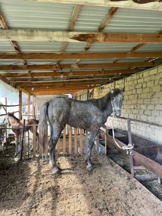 Полтарашка сатылады