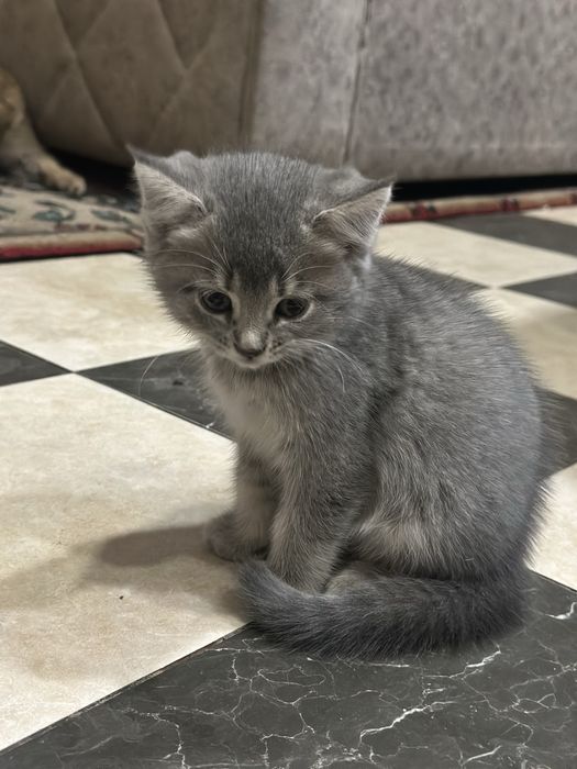 Котята породистые