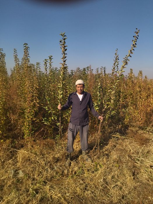 Barcha turdagi mevali va uzum koʻchatlari bor