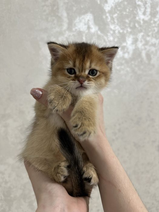 Продаются чистокровные котята вислоухая золотая шиншилла, страйд, фолд