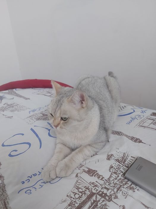 Продаётся кошка Шиншила