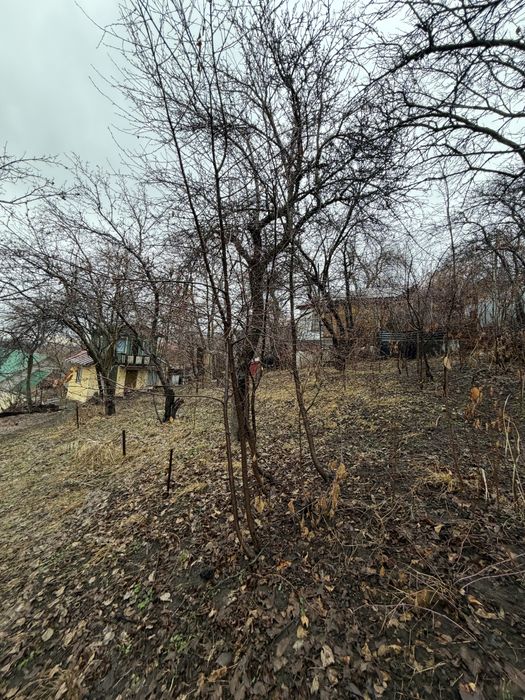 Слива, черешня деревья дерево бесплатно