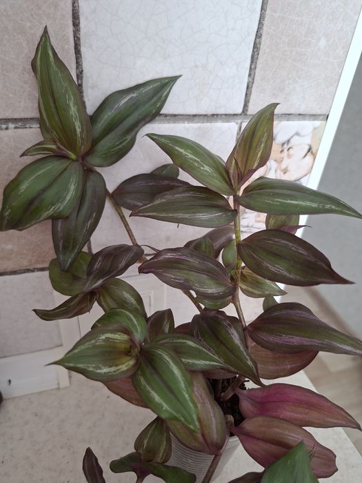 Продам комнатные цветы