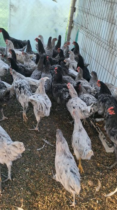 Cocosei Australorp