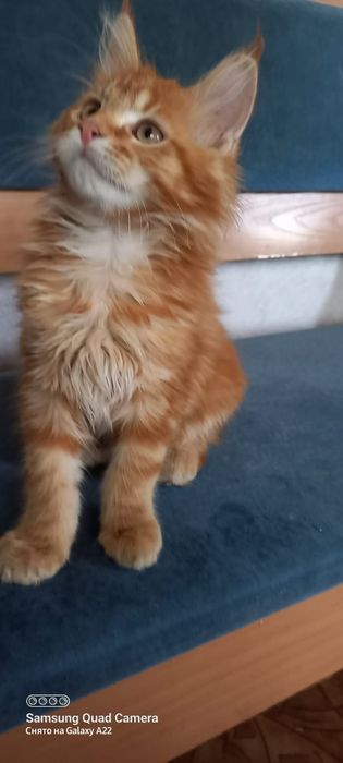 Продам котёнка мейн кун девочка