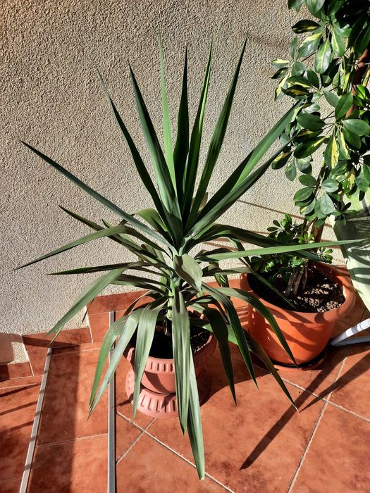Vand plante de apartament