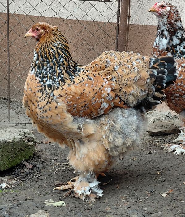 Disponibile gaini brahma