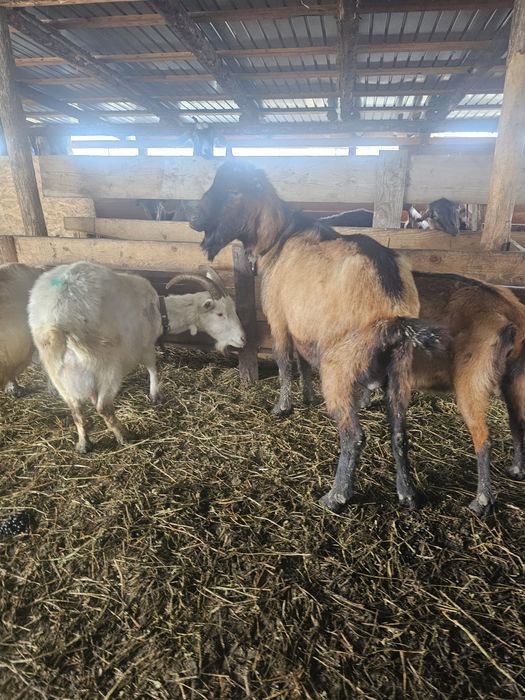 Ofertă țap Alpin francez