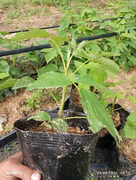 Malina ko‘chatlari Delniwa paketda | Ekishga tayyor